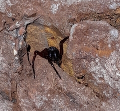 Corinnidae