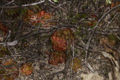 Drosera zonaria