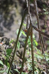 Selenicereus spinulosus