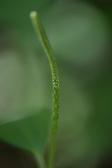 Peperomia liebmannii