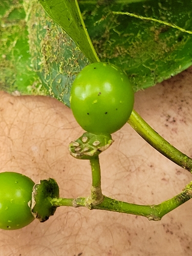 Hedycarya denticulata observed 2022-10-01