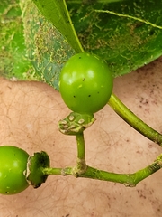 Hedycarya denticulata