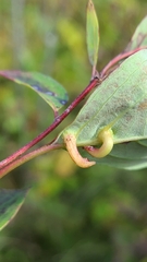 Craneiobia tuba