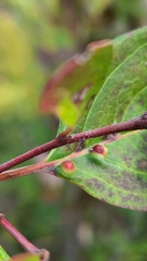 Craneiobia tuba
