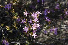 Calytrix decandra