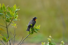 Leistes superciliaris