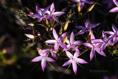 Calytrix decandra