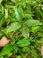 Hedycarya denticulata