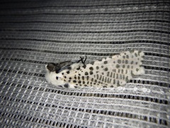 Zeuzera multistrigata