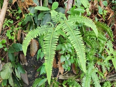 Dicranopteris pedata