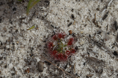Drosera trichocaulis
