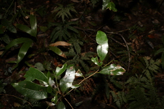 Litsea reticulata