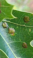 Polystepha pustuloides