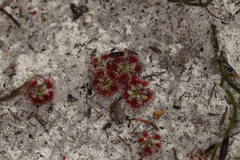 Drosera trichocaulis