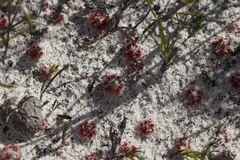 Drosera trichocaulis