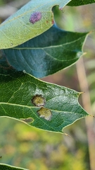 Polystepha pustuloides