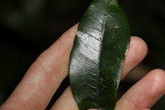 Litsea reticulata