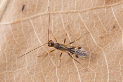 Dendrosoter protuberans