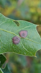 Polystepha pustuloides