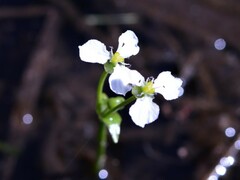 Albidella oligococca