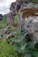 Asclepias otarioides