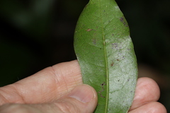 Litsea reticulata
