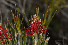 Grevillea hookeriana
