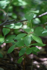 Peperomia liebmannii