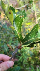 Polystepha pustuloides