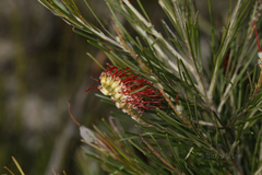 Grevillea hookeriana