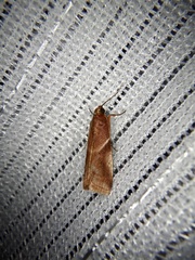 Acrobasis ferruginella