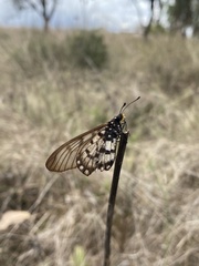 Acraea andromacha
