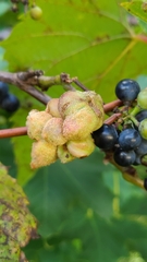 Ampelomyia vitiscoryloides