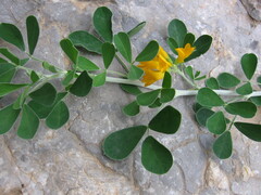 Medicago arborea