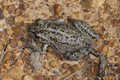 Ranoidea cyclorhynchus