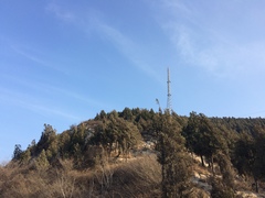 Platycladus orientalis