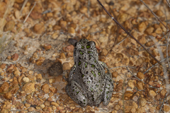 Ranoidea cyclorhynchus