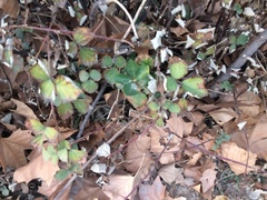 Rubus parvifolius