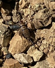 Gryllodes sigillatus