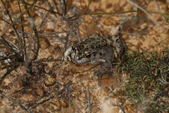 Ranoidea cyclorhynchus