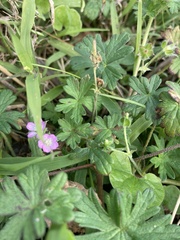 Geranium gardneri