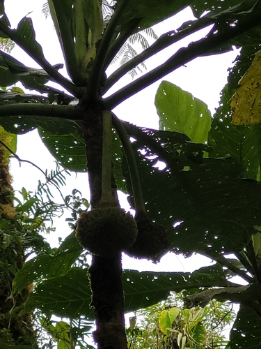 Morinda pacifica observed 2022-10-01