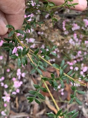 Boronia floribunda