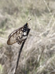 Acraea andromacha