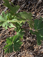 Geranium bicknellii