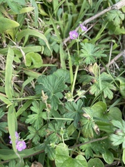 Geranium gardneri