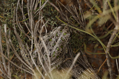 Ranoidea cyclorhynchus