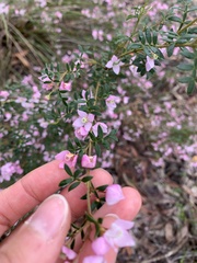 Boronia floribunda