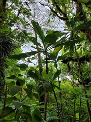 Morinda pacifica