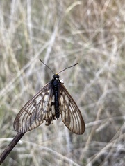 Acraea andromacha